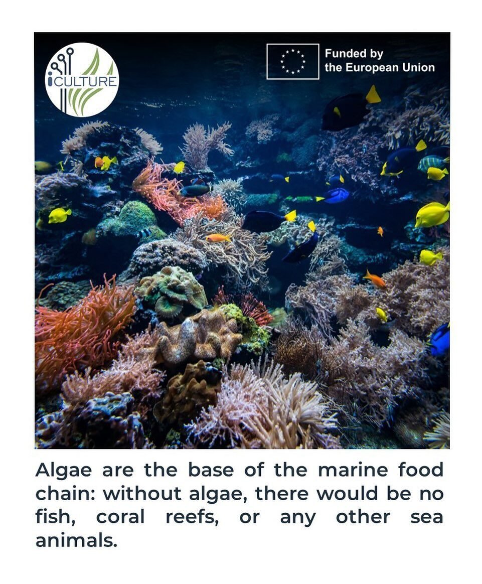 Instagram post from icultureproject. This post is in position 59.