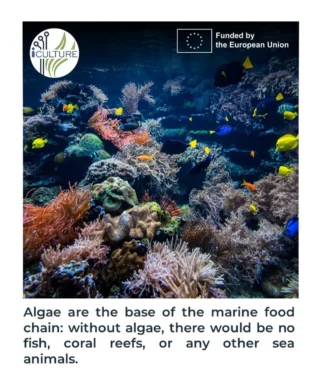 Instagram post from icultureproject. This post is in position 99.