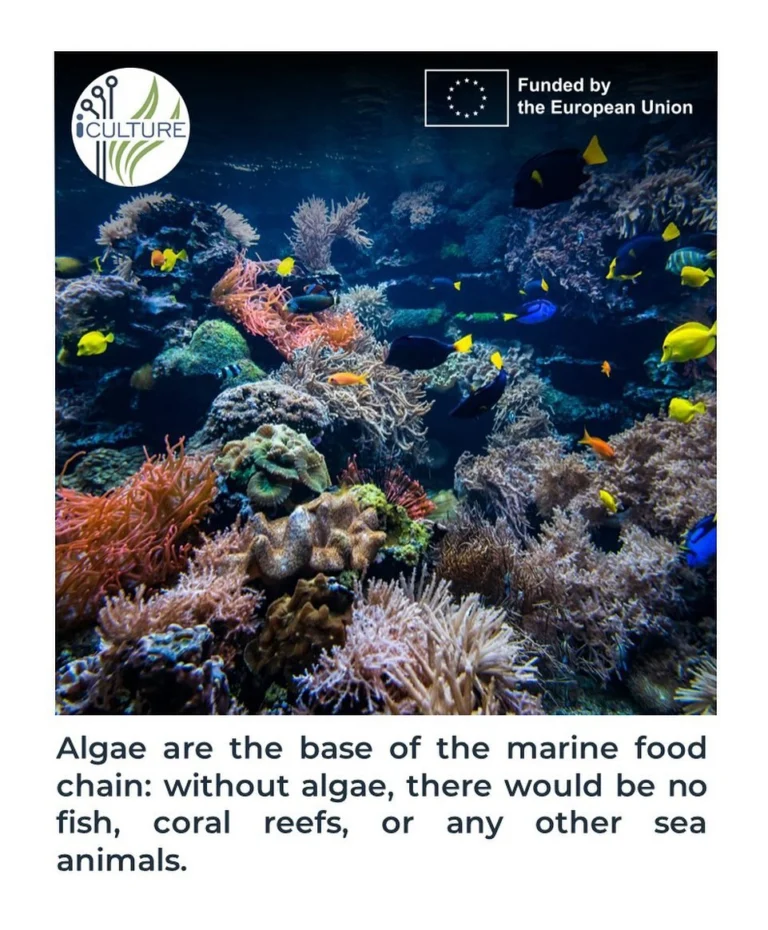 Instagram post from icultureproject. This post is in position 98.