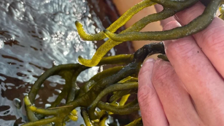 Instagram post from icultureproject. This post is in position 16.