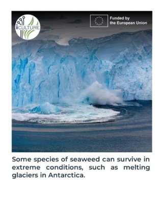 Instagram post from icultureproject. This post is in position 97.