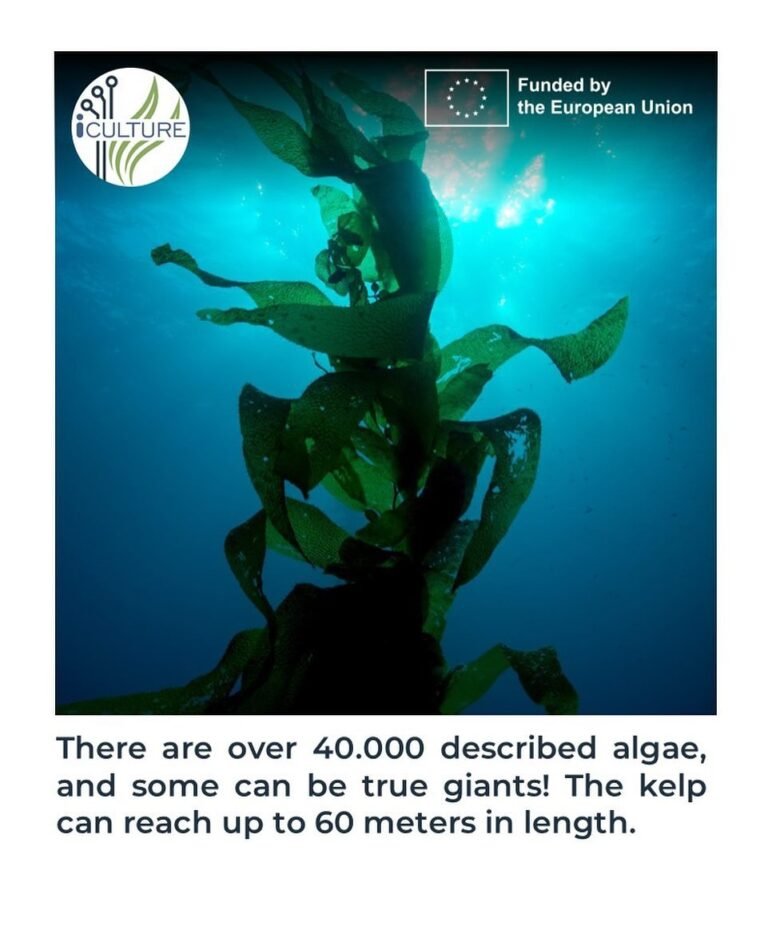 Instagram post from icultureproject. This post is in position 65.