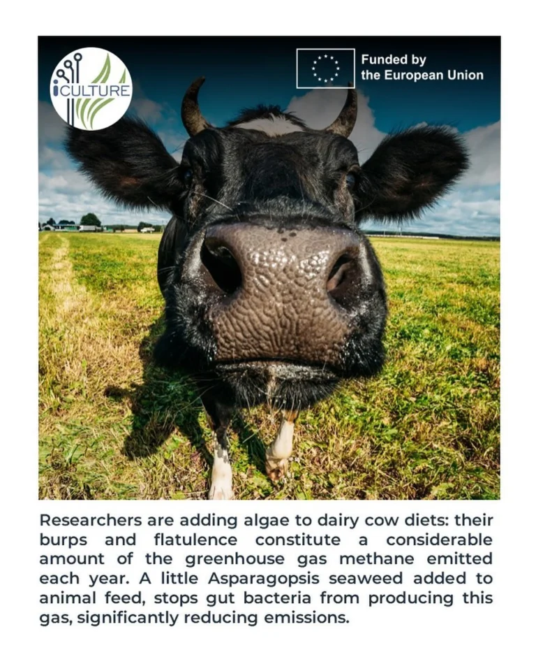 Instagram post from icultureproject. This post is in position 97.