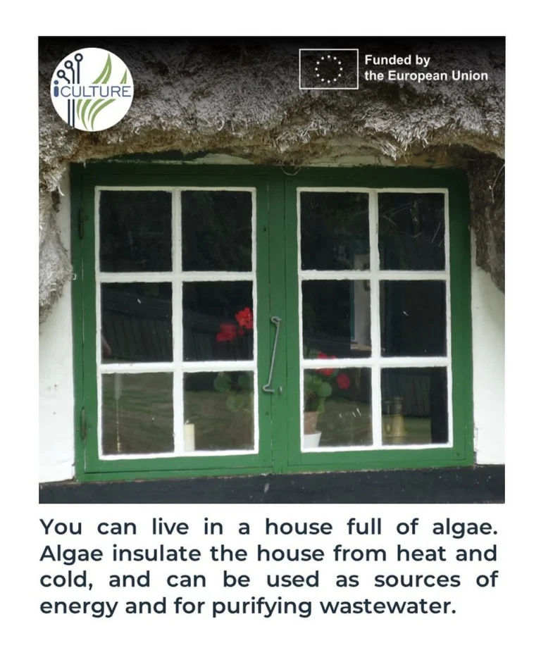 Instagram post from icultureproject. This post is in position 81.